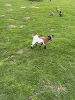 Jong mieke, Animaux & Accessoires