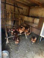 Kippen, Dieren en Toebehoren