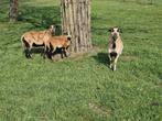 Kameroen schapen, Plusieurs animaux, Mouton, 3 à 5 ans