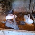 lapin géant papillon, Dieren en Toebehoren, Ophalen