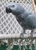 Te ruil voor ara, Dieren en Toebehoren, Vogels | Parkieten en Papegaaien