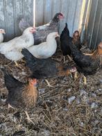 Legkippen, Dieren en Toebehoren