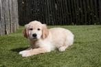 Prachtige Golden retriever pups met stamboom, Dieren en Toebehoren, België, 8 tot 15 weken, Meerdere, Meerdere dieren