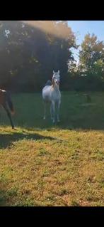 Project paardje Arabische merrie, Animaux & Accessoires, Chevaux, Jument