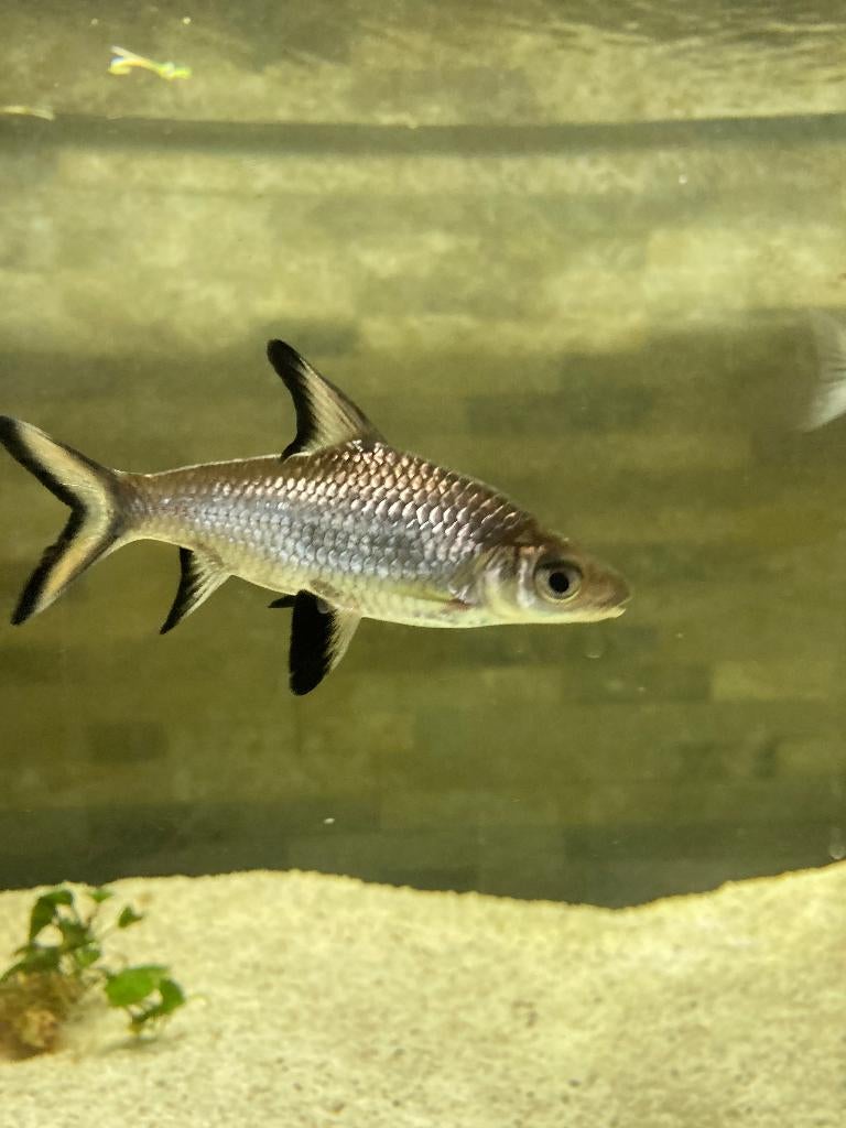 3 requins argenté., Animaux & Accessoires, Enlèvement