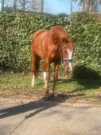 Elegante sportpony, Dieren en Toebehoren, Merrie, Springpony, 3 tot 6 jaar, D pony (1.37m tot 1.48m)