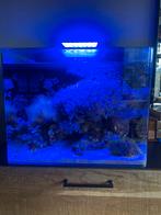 Bleu marine reef 90 1,5 jaar oud, Dieren en Toebehoren, Vissen | Aquaria en Toebehoren, Ophalen, Zo goed als nieuw