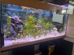 Vis aquarium met vissen, Dieren en Toebehoren, Ophalen, Zo goed als nieuw