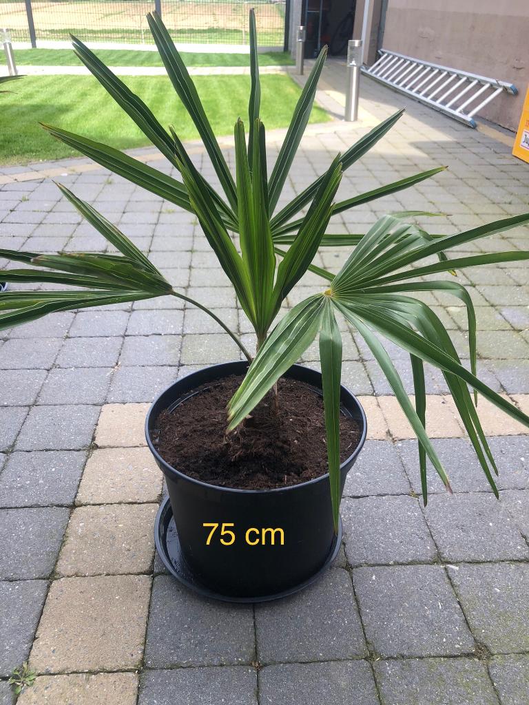 Trachycarpus fortunei, Tuin en Terras, Planten | Bomen, Minder dan 100 cm, Zomer, Palmboom, Ophalen
