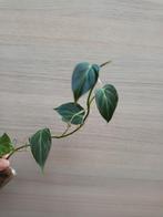 Philodendron splendid, Enlèvement ou Envoi