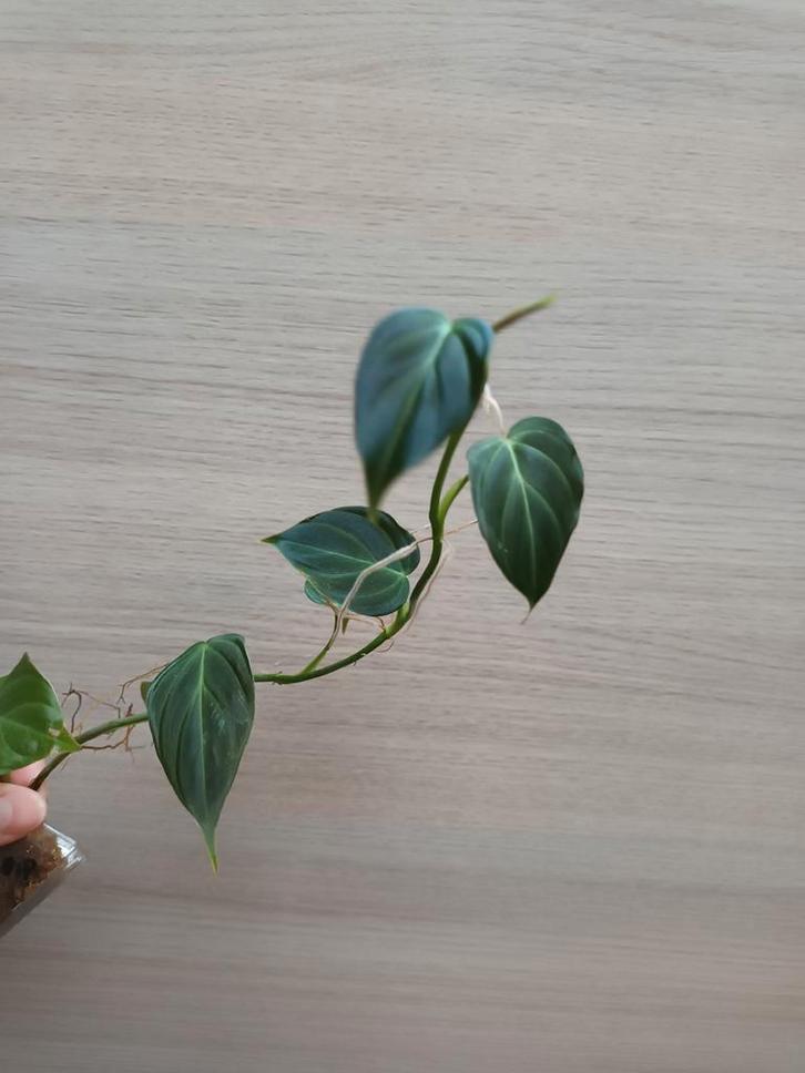 Philodendron splendid, Maison & Meubles, Plantes d'intérieur, Enlèvement ou Envoi