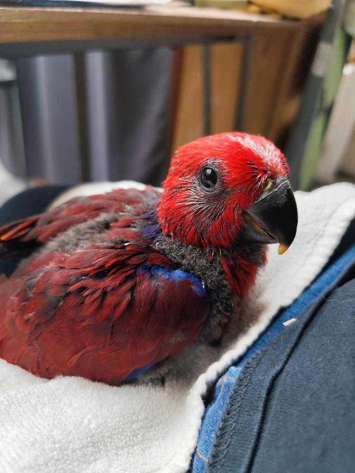 Jonge edelpapegaai pop. Handtam., Dieren en Toebehoren, Vogels | Parkieten en Papegaaien, Papegaai, Vrouwelijk, Geringd