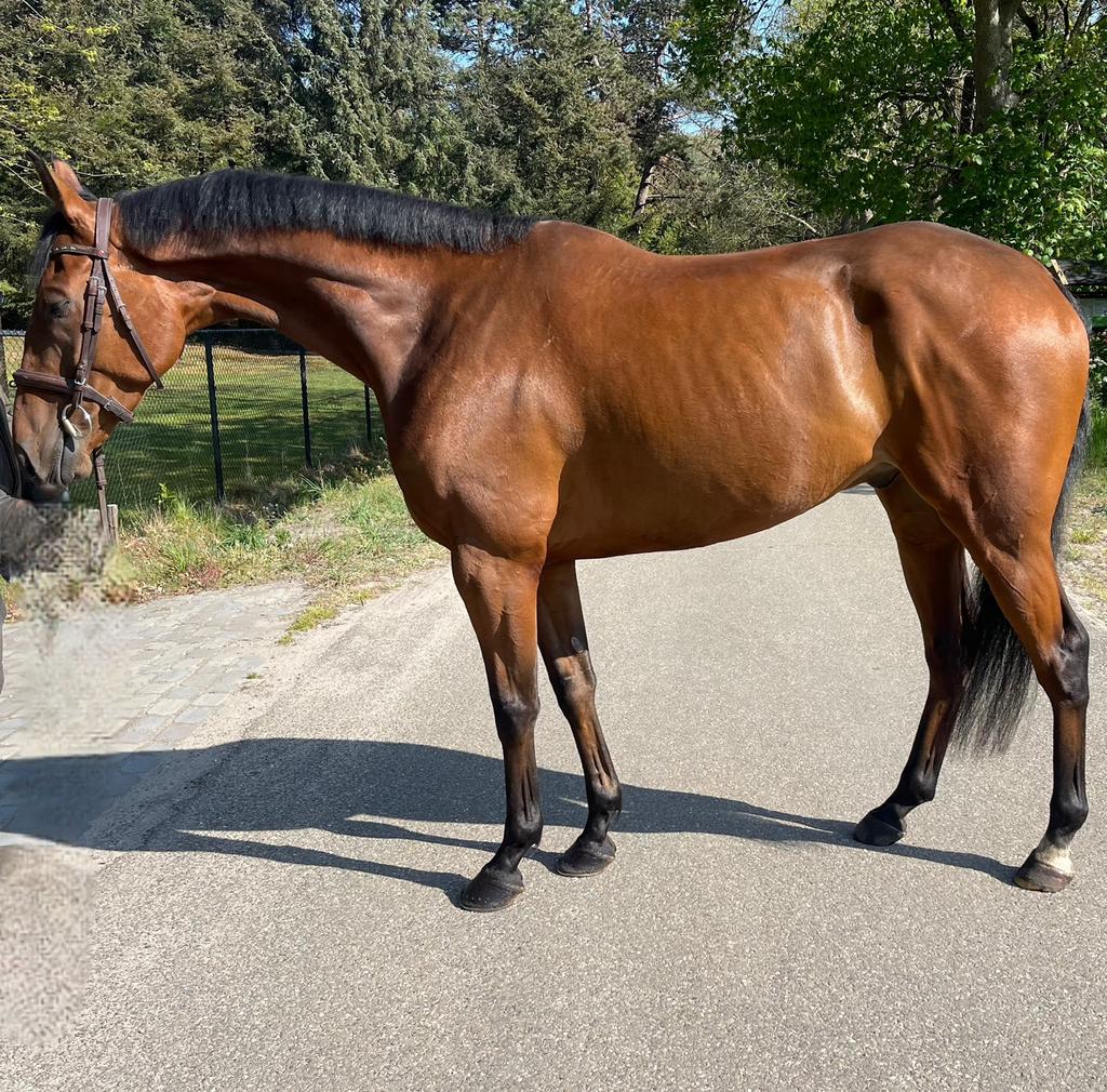 6 jarige ruin, Dieren en Toebehoren, Ruin