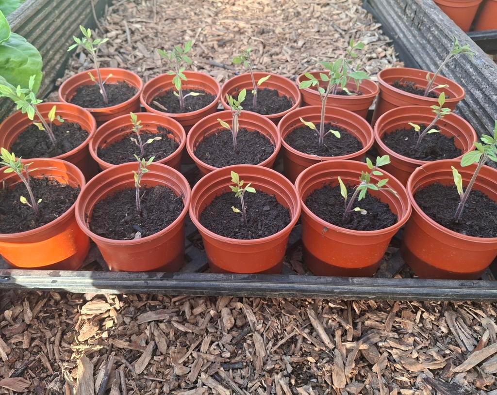 Jonge tomaten plantjes te koop, Ophalen, Volle zon, Groenteplanten, Eenjarig