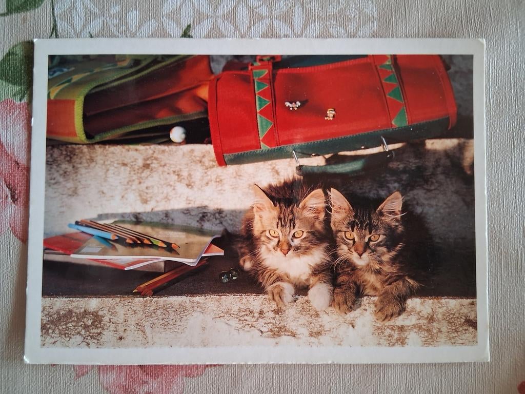 Postkaart poes, Collections, Cartes postales | Animaux, Enlèvement ou Envoi