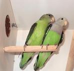 Cana, Dieren en Toebehoren