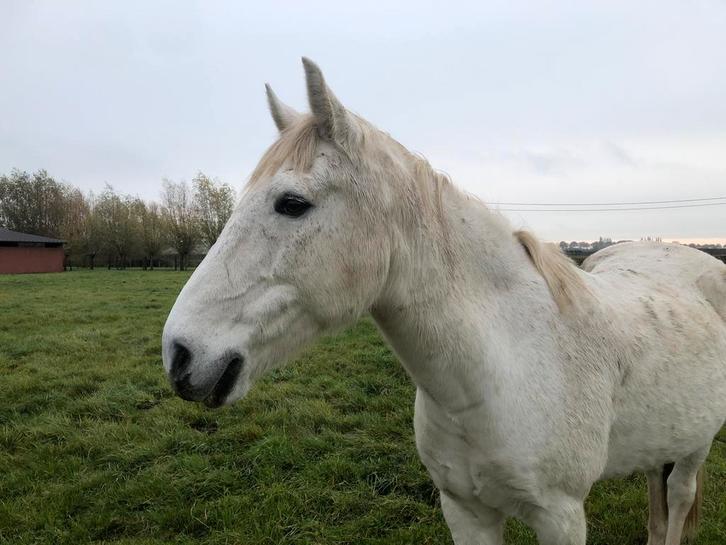 Leuke 18-jarigr d-pony, Dieren en Toebehoren, Pony's, Ruin, B, D pony (1.37m tot 1.48m), Recreatiepony, 11 jaar of ouder, Gechipt