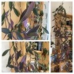 Misère pourpre ~180cm, Maison & Meubles, Plantes d'intérieur, En pot, Plante à fleurs, Ombre partielle, 150 à 200 cm