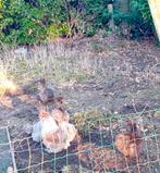 Ras zuiver, Animaux & Accessoires