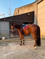 Lieve 12 jarige draver zoekt een nieuw huisje️‍, Dieren en Toebehoren, Paarden, Met stamboom, Ruin, Niet van toepassing, 160 tot 165 cm