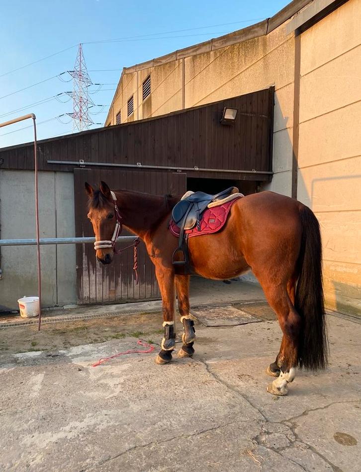 Douce trotteur de 12 ans cherche un nouveau maison ️‍, Animaux & Accessoires, Chevaux, Hongre, Ne s'applique pas, 160 à 165 cm