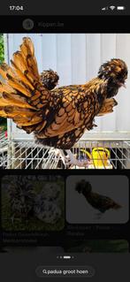 Broedeieren patua groot hoen, Dieren en Toebehoren, Pluimvee, Geslacht onbekend, Kip