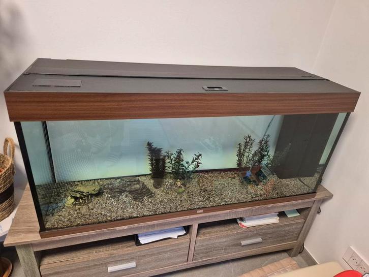 Gesloten aquarium - Juwel walnoot 240 liter, Dieren en Toebehoren, Vissen | Aquaria en Toebehoren, Ophalen