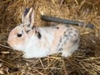 Lief dwergkonijntje, Dieren en Toebehoren, Konijnen