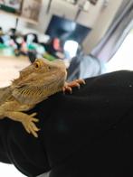 Baardagaam met terrarium, Dieren en Toebehoren, Ophalen