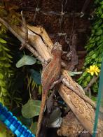 Gargoyle gekko, Dieren en Toebehoren, Reptielen en Amfibieën