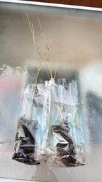 Chêne américain, Enlèvement, Autres espèces, Moins de 100 cm