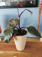 Philodendron pink princess stek, Maison & Meubles, Enlèvement, Ombre partielle
