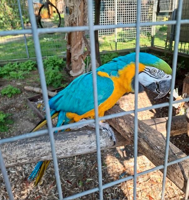 ARA KOPPEL TE KOOP, Dieren en Toebehoren, Vogels | Parkieten en Papegaaien, Papegaai, Meerdere dieren, Pratend