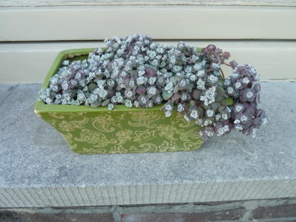 Groene vetplant winterhard, Volle zon, Vaste plant, Bloeit niet, Ophalen