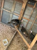 Kalkoenen, Dieren en Toebehoren, Vogels | Overige Vogels