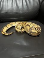 Ball python, Animaux & Accessoires, Serpent