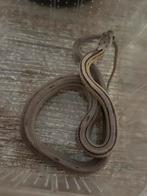 Kleine korenslang, Dieren en Toebehoren