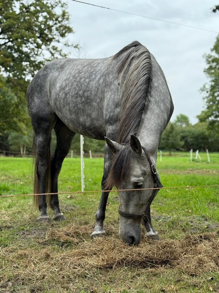 Leuke lieve allrouder merrie, Dieren en Toebehoren, Merrie, M