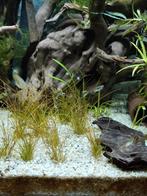 Jong koppeltje endlers, Poisson, Poisson d'eau douce, Banc de poissons