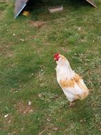 Auracana koppel, Plusieurs animaux, Poule ou poulet