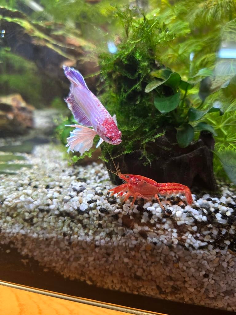 Mooie dwergkreeftjes te koop, Dieren en Toebehoren, Kreeft, Krab of Garnaal, Zoetwatervis