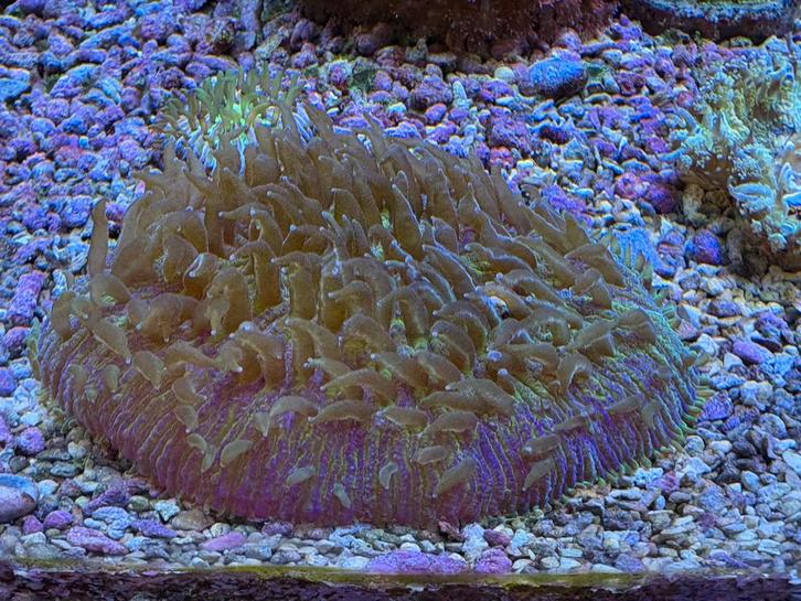 Paars-groene fungia, Dieren en Toebehoren, Vissen | Aquariumvissen, Zoutwatervis, Overige typen