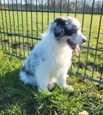 Australische herder pups / Aussi pup / Australian Shepherd, Dieren en Toebehoren, Parvo, België, 8 tot 15 weken, Teef