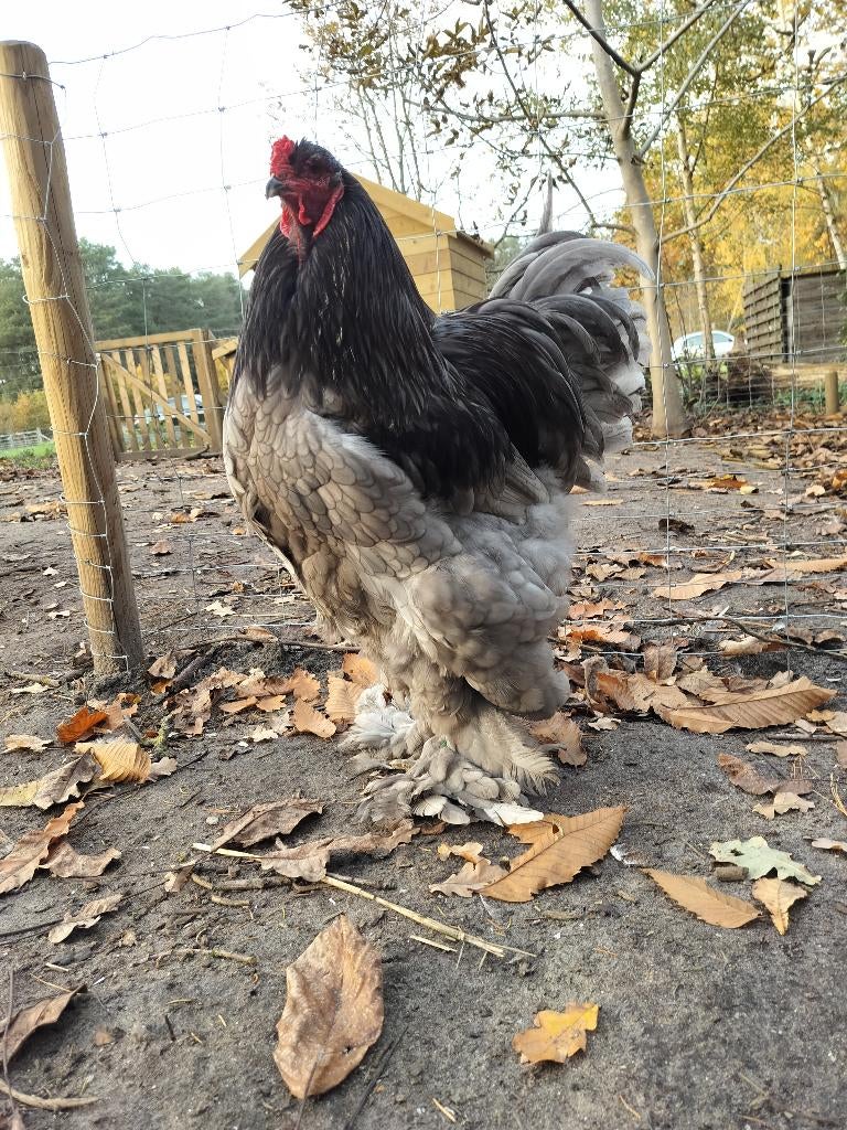 Brahma haan blauw, Dieren en Toebehoren