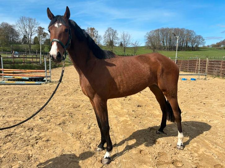 Bloedmooie 3-jarige dressuurmerrie, Dieren en Toebehoren, Paarden