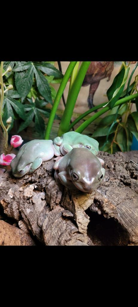 3 koraalteenboomkikkers, Animaux & Accessoires, Reptiles & Amphibiens