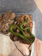 Jeune mâle Gonyosoma Oxycephalum, Animaux & Accessoires, Serpent, 0 à 2 ans