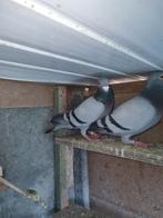 Reis duiven ring en met papier 25€ stuk, Dieren en Toebehoren, Vogels | Duiven