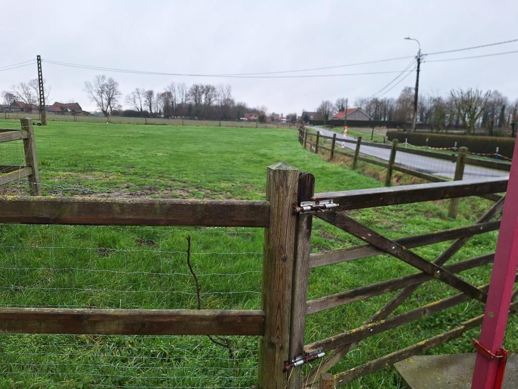 weide terug te huur in Merkem, Pâturage