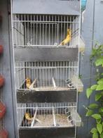 Bonte kanarie-mannetjes, Dieren en Toebehoren, Vogels | Kanaries